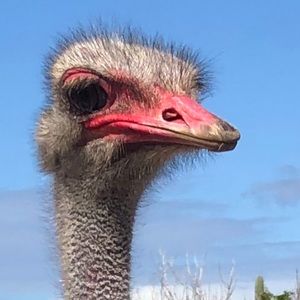 Meet your Posher, Brad